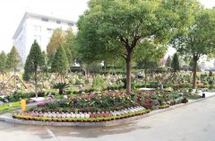 以树为碑：生命的另一种生长